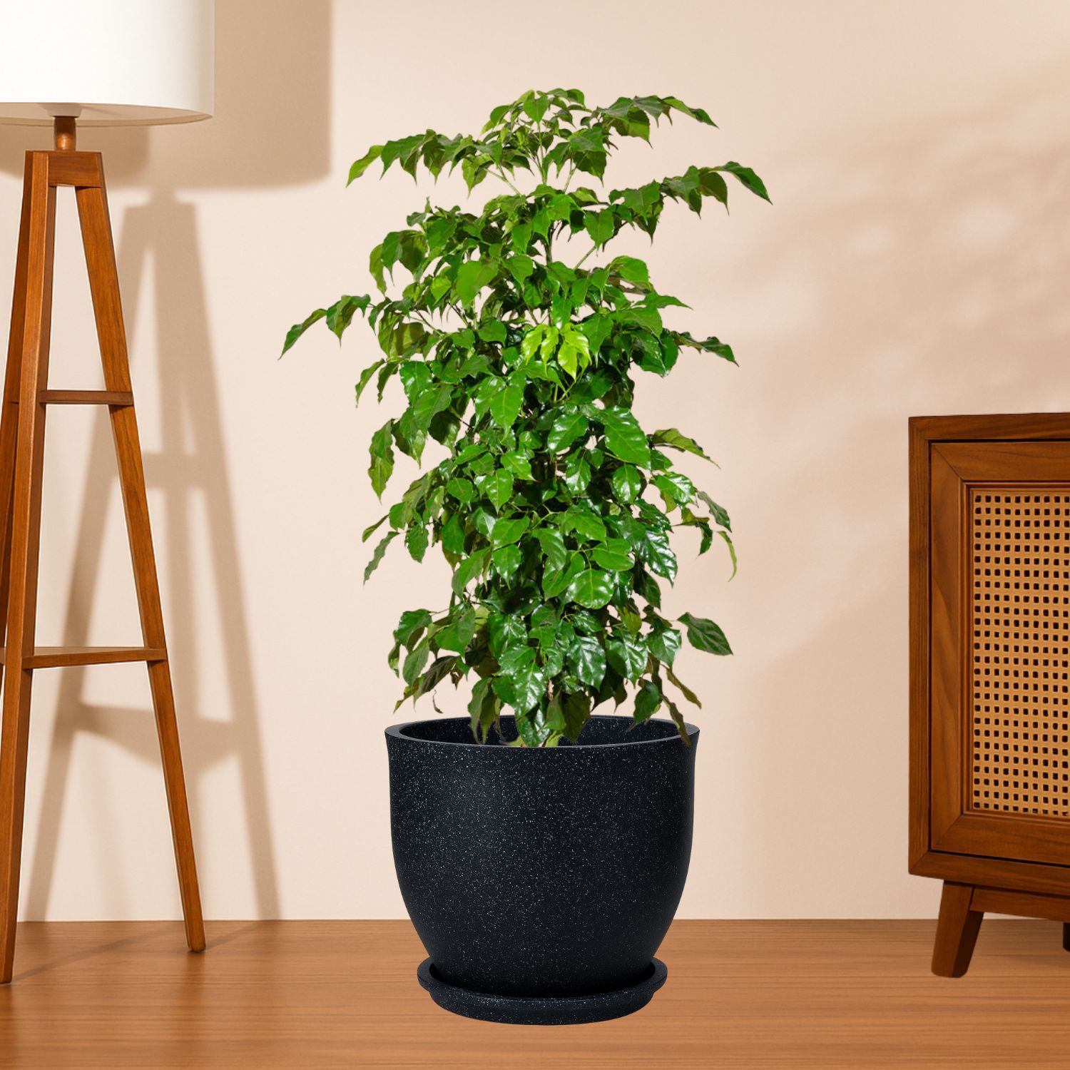 china doll xl live plant 3–4 ft with 10 inch roto planter china doll xl live plant 3–4 ft with 10 inch roto planter