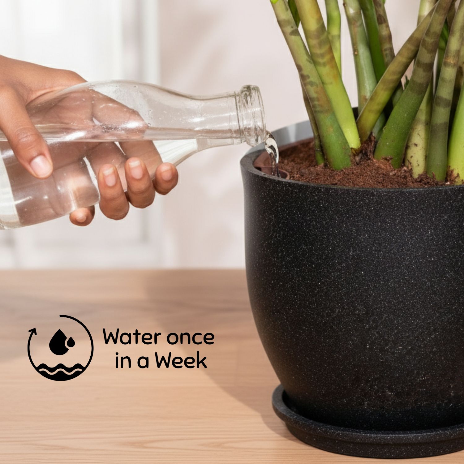 china doll xl live plant 3–4 ft with 10 inch roto planter china doll xl live plant 3–4 ft with 10 inch roto planter