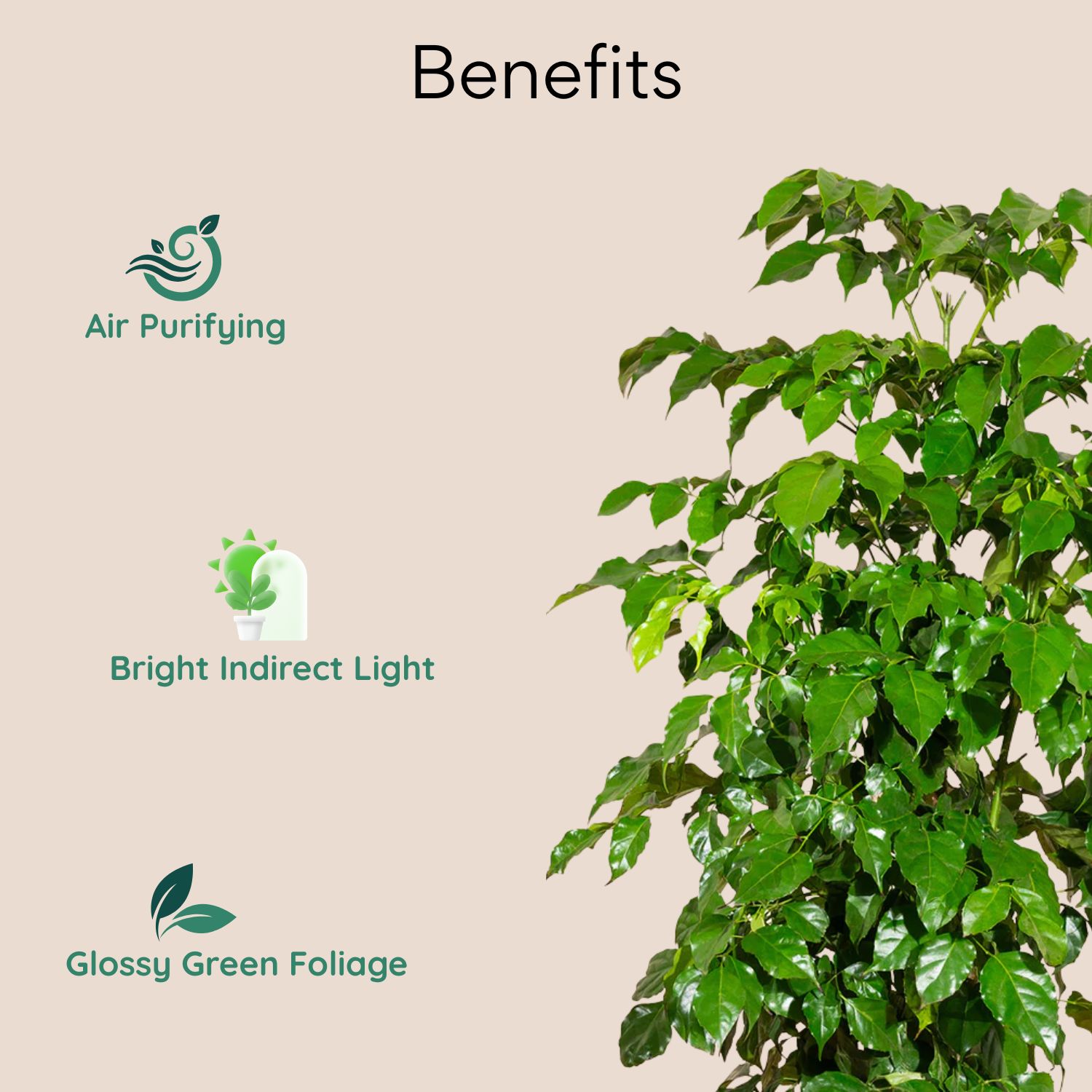 china doll xl live plant 3–4 ft with 10 inch roto planter china doll xl live plant 3–4 ft with 10 inch roto planter